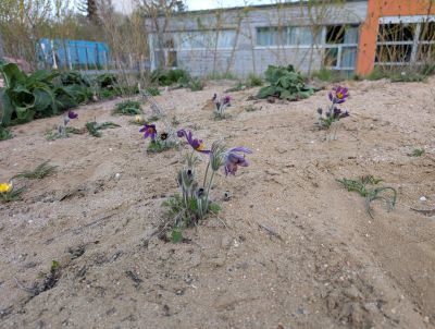 gartenrevolte Hummelgarten Speyer