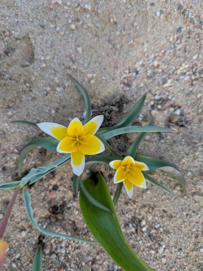 gartenrevolte Hummelgarten Speyer