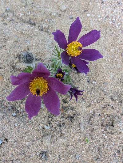 gartenrevolte Hummelgarten Speyer