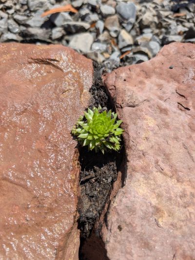 gartenrevolte Privatgarten Maxdorf